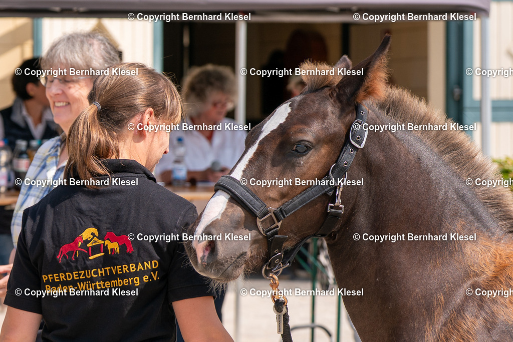 2A909971 | foto-team-bernhard - Realisiert mit Pictrs.com