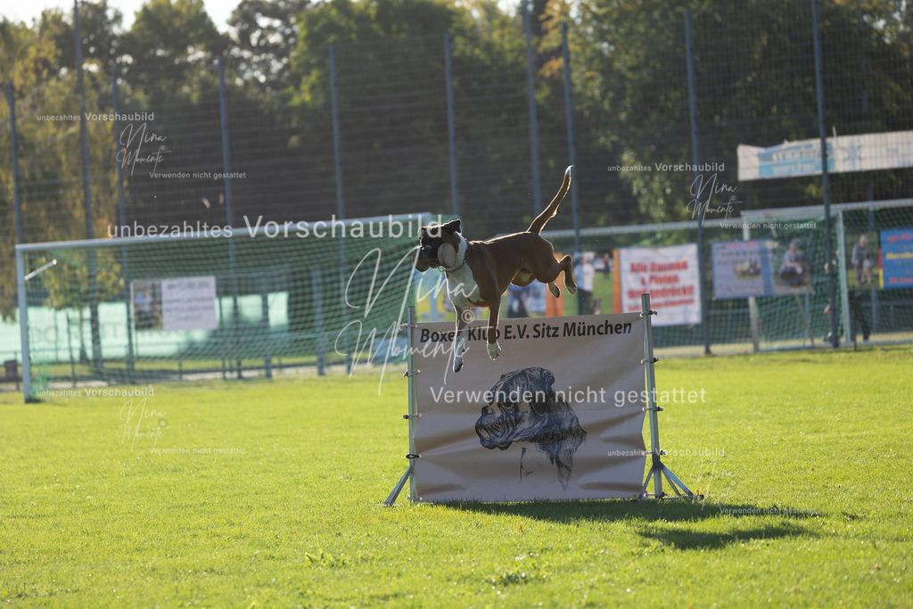 _16A4851 | Einzigartige Fotos von Hunden & Menschen –Actionfotos, Portraits, Vereinsaufnahmen & Paarshootings – authentisch, lebendig & mit Herz.