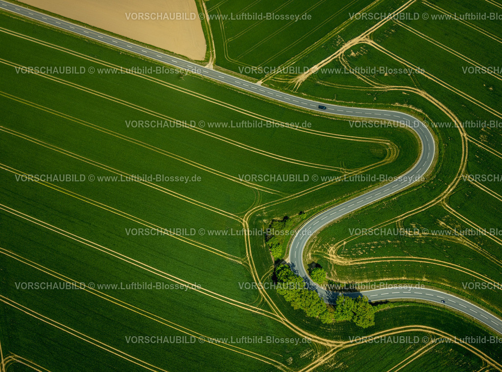 Brakel240504912Erkeln | Luftbild, Serpentine der Landesstraße L863, schlangenförmige Straße führt durch grüne gestreifte Felder, Baumgruppe am Straßenrand, Erkeln, Brakel, Ostwestfalen, Nordrhein-Westfalen, Deutschland