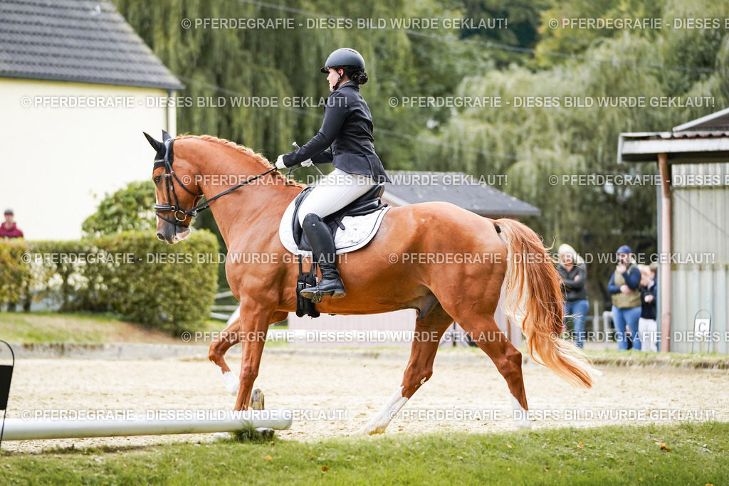 DSC01078 | Pferdegrafie