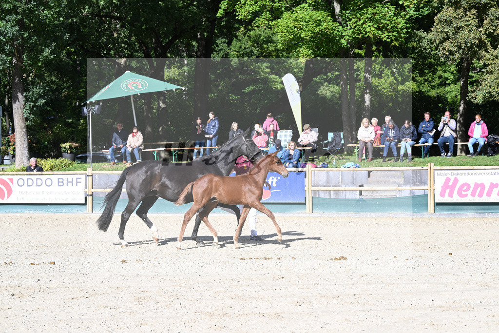 Fohlenauktion Next Chance_49220260 | hf-fotografie - Realisiert mit Pictrs.com