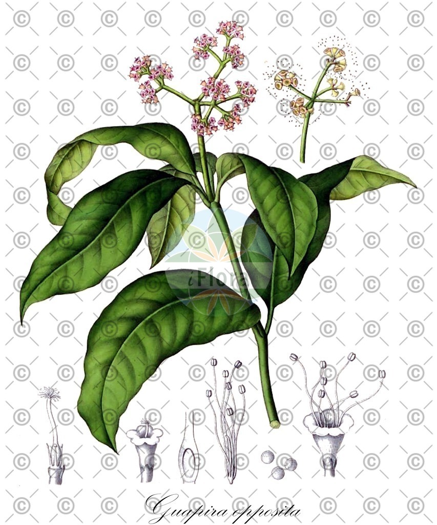 HistAbb_wfo-0000710909_1_ENZY_Simple | Historische Abbildung von Guapira opposita - Nyctaginaceae | Historical Illustration of Guapira opposita - Nyctaginaceae