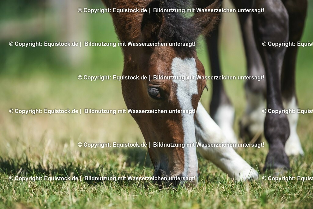 20210617_Fohlen_0203 | Foto: Thomas Hartig