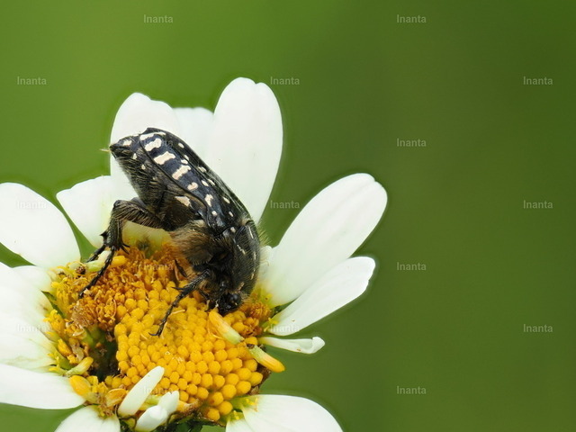 Trauer-Rosenkäfer (Oxythyrea funesta) | Der Trauer-Rosenkäfer (Oxythyrea funesta) ist ein 8–12 mm großer, glänzend schwarzer Blatthornkäfer mit auffälligen weißen Flecken. Er gehört zur Familie der Rosenkäfer und wird häufig auf Blüten beobachtet. –  – The Mourning Rose Chafer (Oxythyrea funesta) is a striking 8–12 mm shiny black beetle with distinctive white spots. It belongs to the rose chafer family and is commonly found on flowers. - Realisiert mit Pictrs.com