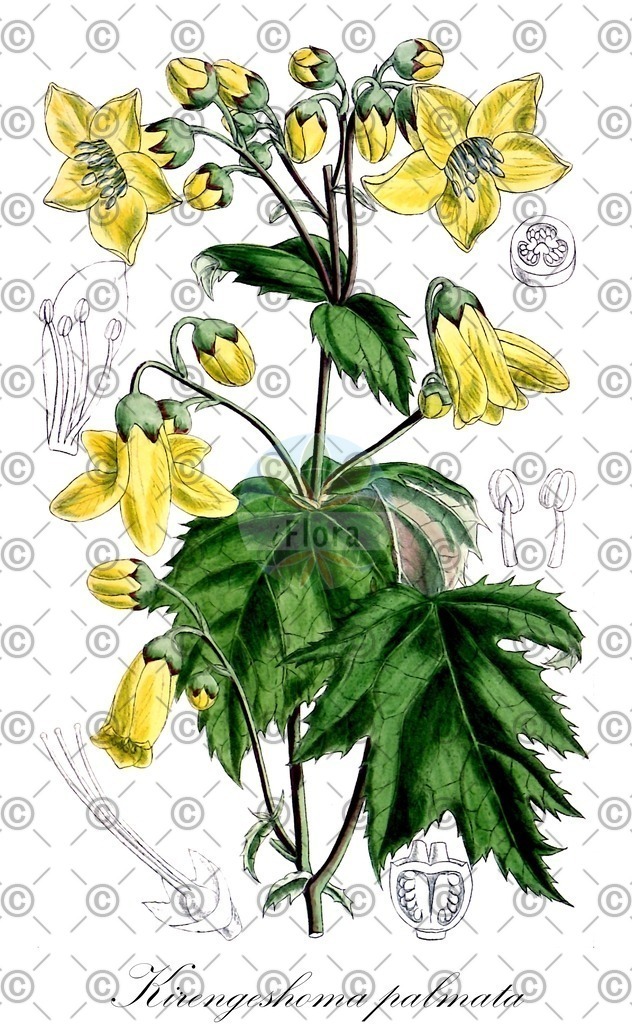 HistAbb_wfo-0001073561_1_ENZY_Simple | Historische Abbildung von Kirengeshoma palmata - Hydrangeaceae | Historical Illustration of Kirengeshoma palmata - Hydrangeaceae