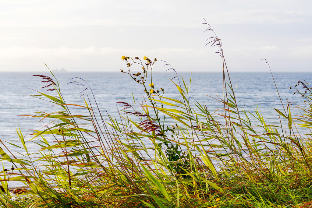 XXL Wandbild: Schilf an der Steilküste – Leinwandbild | Maritime Naturschönheit im Querformat. Dieses XXL Wandbild zeigt filigranes Schilf und zarte Wildblumen, die sich im Wind an der Steilküste wiegen. Im Hintergrund erstreckt sich die ruhig daliegende Ostsee bis zum Horizont, während das sanfte Licht des Himmels eine friedliche, fast meditative Stimmung erzeugt. Holen Sie sich diese natürliche Eleganz nach Hause, um in Ihren Wohn- oder Schlafräumen eine entspannte Wohlfühlatmosphäre zu schaffen. Auch in Arbeitszimmern oder Ferienwohnungen wirkt dieses Motiv als Fenster zum Meer besonders inspirierend. Die feinen Strukturen der Gräser im Vordergrund verleihen dem Bild eine beeindruckende Tiefe und bringen die Ruhe der Küste direkt an Ihre Wand. Der Druck auf hochwertiges, 260 g/m² schweres Leinwandgewebe ermöglicht eine präzise Wiedergabe der Details und eine edle, reflexionsfreie Oberfläche. Die sorgfältige Aufspannung in Handarbeit auf einen 2 cm starken Holzkeilrahmen aus nachhaltiger Forstwirtschaft unterstützt eine dauerhafte Formstabilität und eine hochwertige Leinwand-Präsentation. - Realisiert mit Pictrs.com