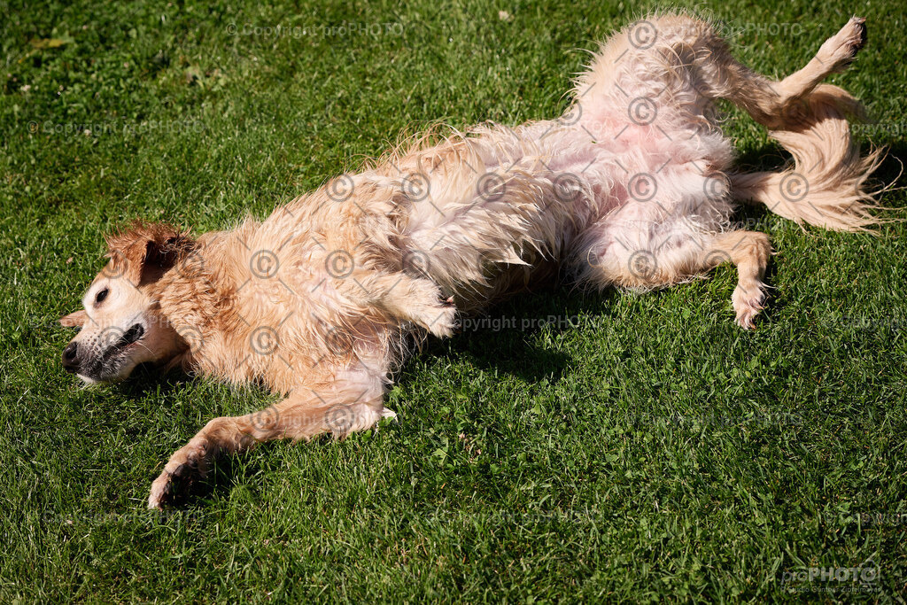 077_202509_4Hundebadetag_NZ9_2343 | proPHOTO - Realisiert mit Pictrs.com