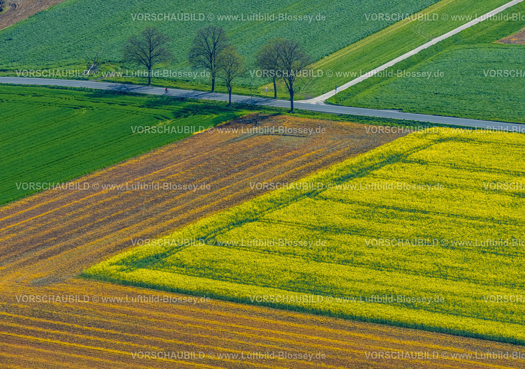 Kamen230406259 | Luftbild, Rapsfeld Formen und Farben, Mosaikfelder und Baumreihe an Straße Altenmethler, Methler, Kamen, Ruhrgebiet, Nordrhein-Westfalen, Deutschland