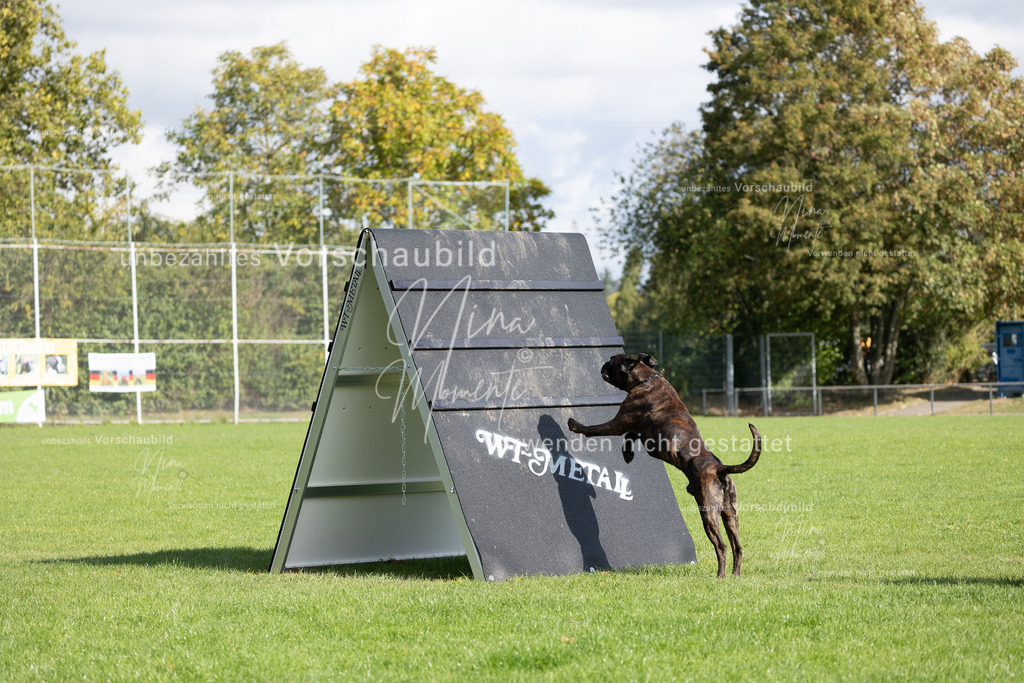 _16A6851 | Einzigartige Fotos von Hunden & Menschen –Actionfotos, Portraits, Vereinsaufnahmen & Paarshootings – authentisch, lebendig & mit Herz.
