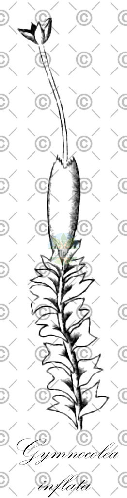 HistAbb_C9Z9H_1_ENZY_Simple | Historische Abbildung von Gymnocolea inflata - Anastrophyllaceae | Historical Illustration of Gymnocolea inflata - Anastrophyllaceae