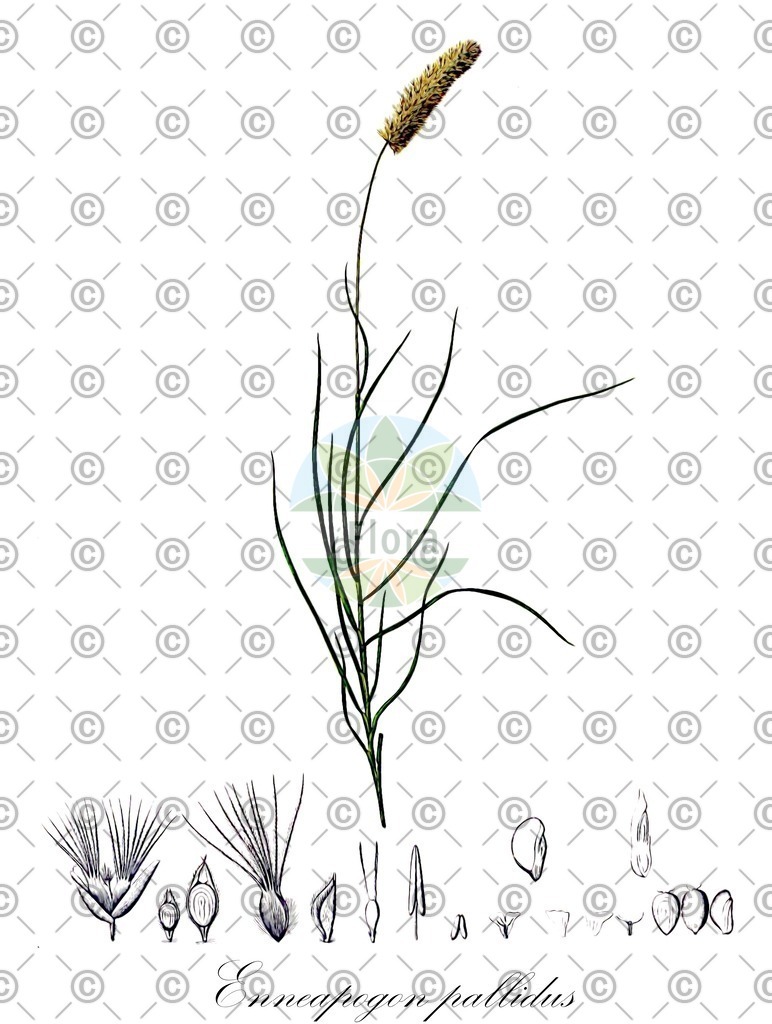 HistAbb_wfo-0000407924_2_ENZY_Simple | Historische Abbildung von Enneapogon pallidus - Poaceae | Historical Illustration of Enneapogon pallidus - Poaceae