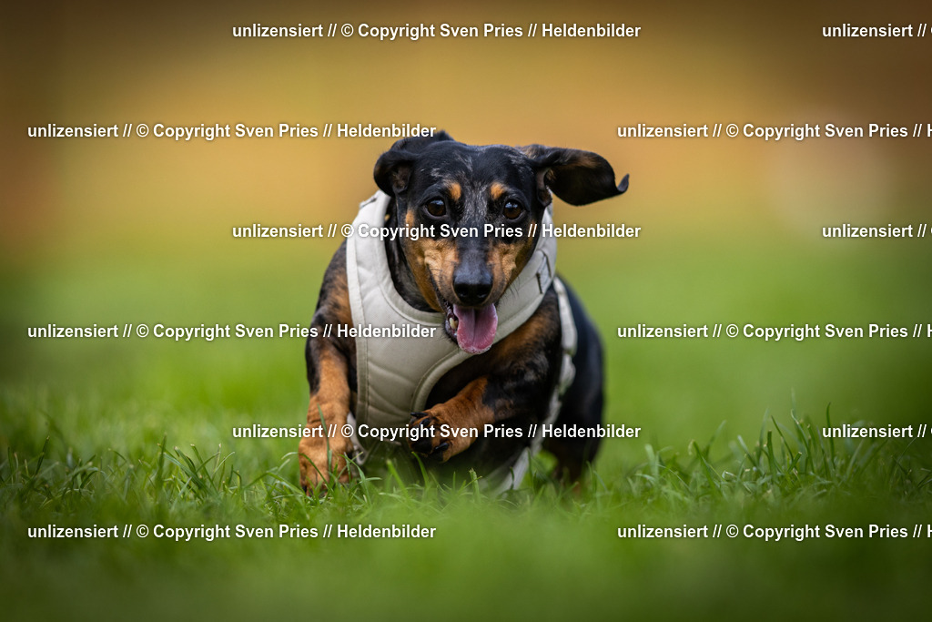 Sven Pries | 2025-04-13 - Hunderennen Baden-Baden - Realisiert mit Pictrs.com