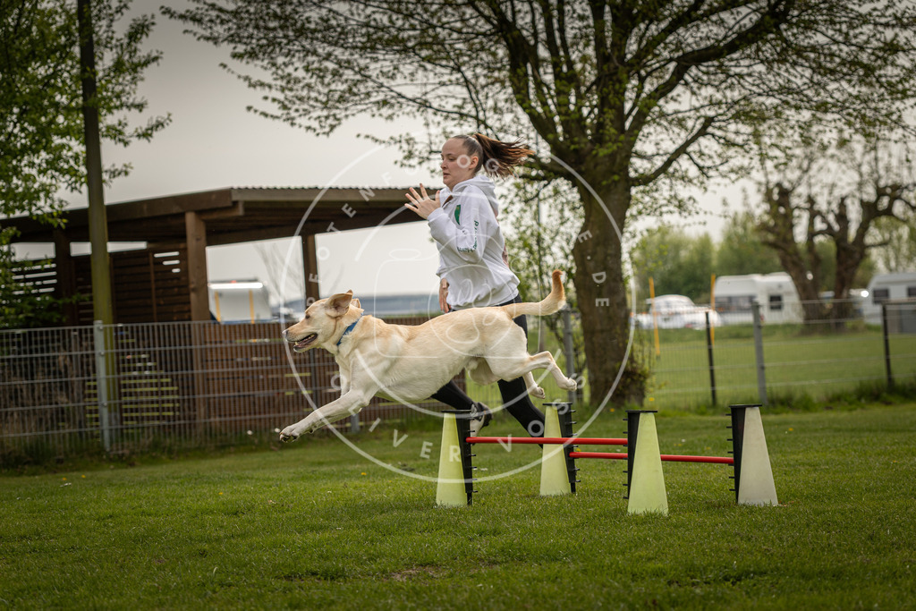 Pfotenfotografie_DV3A6584 | Hundefotografie, Tierfotograf, Pfotenfotografie, Fotoshooting Hund, Hunde Portrait, Hundesport, Hundeportraits, Heideshooting, Hunde, Sportfotograf, Hundefotograf, Turnierhundsport, THS,  - Realisiert mit Pictrs.com