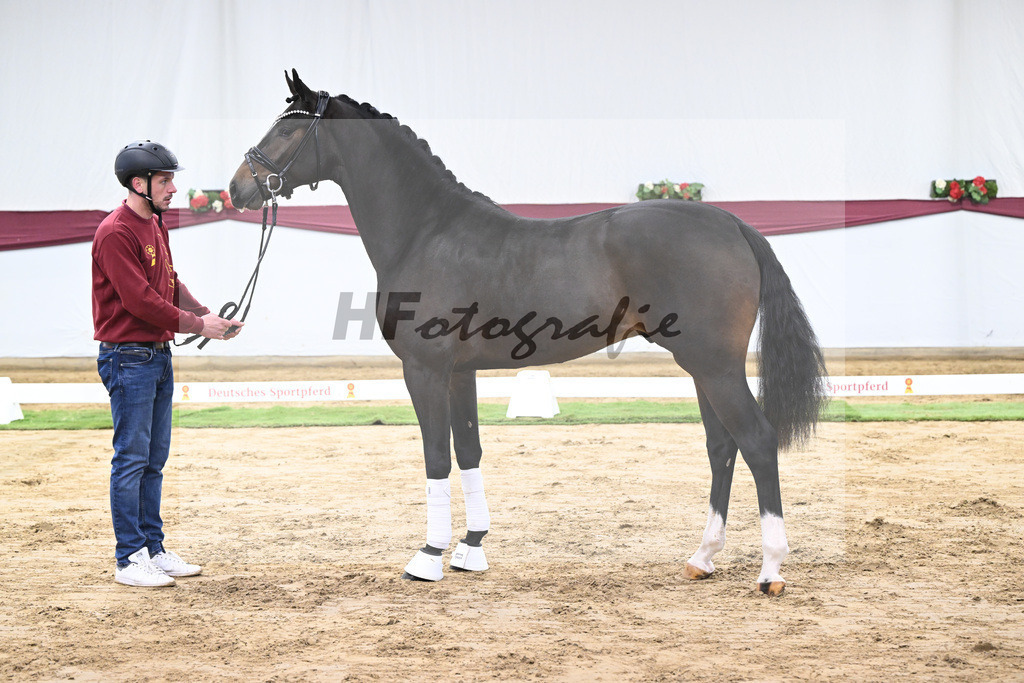 Kat-Nr. 53 Escanto PS x Dancier_Patrick Pongratz_47251973 | hf-fotografie - Realisiert mit Pictrs.com