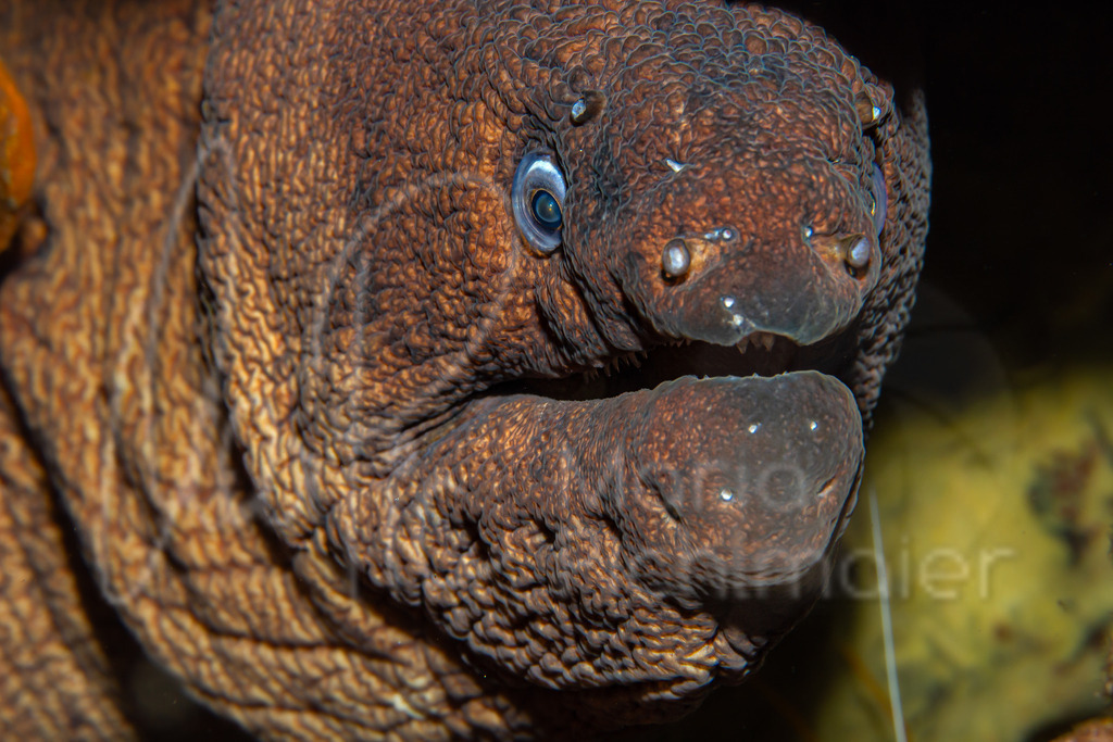 Gymnothorax unicolor | Braune Muräne - Realisiert mit Pictrs.com