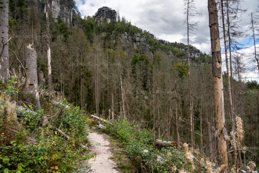 Koenigsweg_Nahe_Friensteinaufstieg_Waldsterben_Strauch | 2022-09-02_Waldbrandgebiete_2 - Realisiert mit Pictrs.com