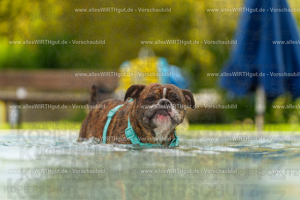 Hundeschwimmen_Grefrath_2026-allesWIRTHgut_Tierfotografie-11_41-7R503462 | Professionelle Tierfotografie in Mönchengladbach von Daniel Wirth (allesWIRTHgut). Liebevolle & natürliche Bilder von Hunden & Katzen für unvergessliche Erinnerungen.