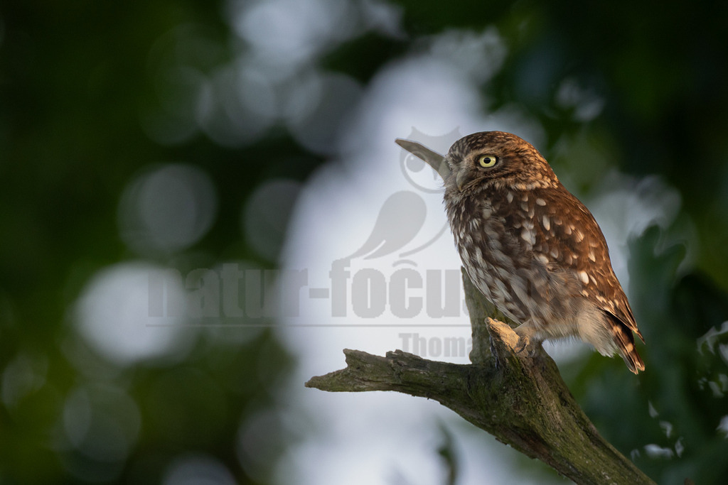 _5II4839_20250612 | Ein Steinkauz (Athene noctua) sitzt auf einem Ast und blickt aufmerksam nach links. Sein braun-weiß geflecktes Gefieder ist im warmen Licht gut zu erkennen, und seine leuchtend gelben Augen stechen hervor. Der Hintergrund ist unscharf und zeigt grüne Blätter mit hellen Lichtflecken. - Realisiert mit Pictrs.com