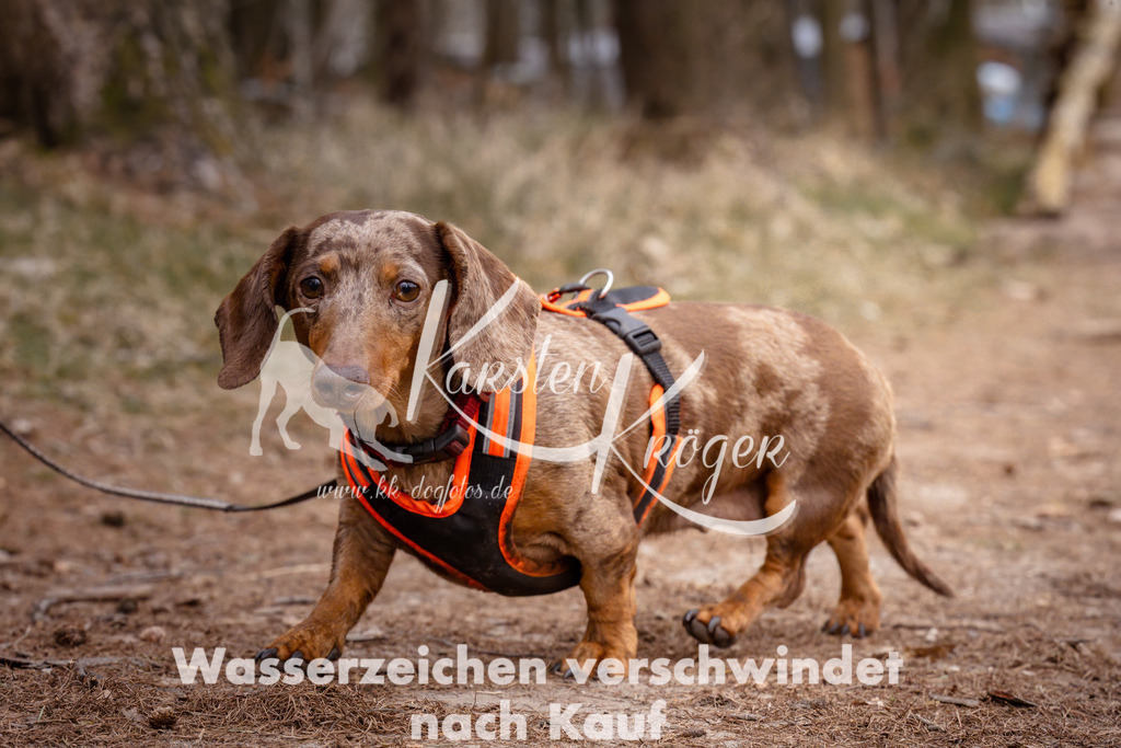 1615_ZZ93397 | kk-dogfotos