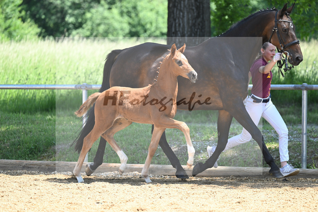 Kat-Nr. 14 SF DSP Feliciano_Mayr_14230505 | hf-fotografie - Realisiert mit Pictrs.com