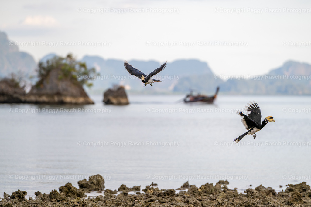 Thailand_Hornbills_2025 (32) | PeggyRaschPhotography - Realisiert mit Pictrs.com