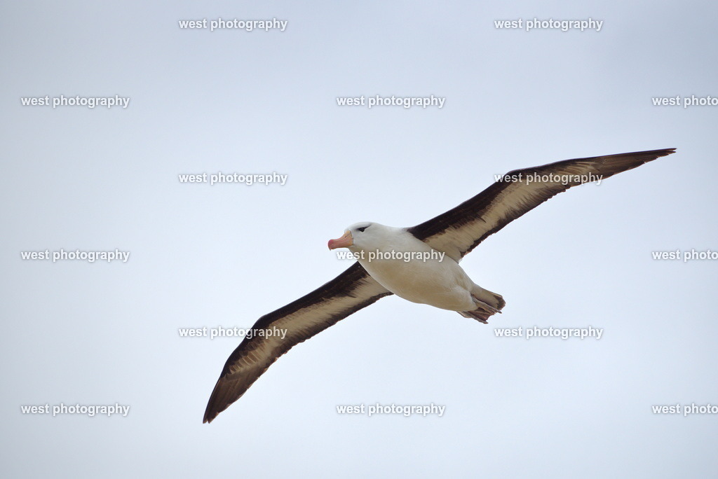 Flying Albatross 2 SND - FLK 2014 | west photography - Realisiert mit Pictrs.com