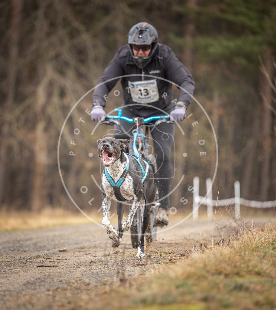 DV3A3229 | Hundefotografie, Tierfotograf, Pfotenfotografie, Fotoshooting Hund, Hunde Portrait, Hundesport, Hundeportraits, Heideshooting, Hunde, Sportfotograf, Hundefotograf, Turnierhundsport, THS,  - Realisiert mit Pictrs.com