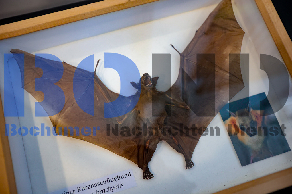 SES_INSBOC20250316-1 | bond - Realisiert mit Pictrs.com