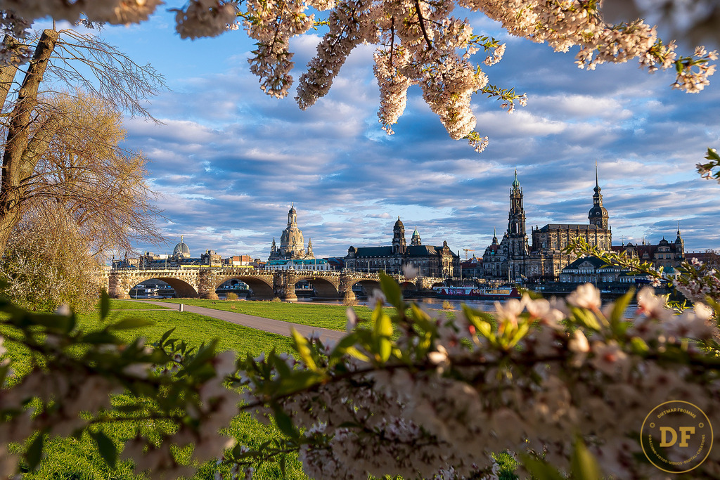 9322-Top-Baum-Canalettoview-L | Geschenke, Wandbilder und Accessoires mit Motiven aus Dresden und anderen schönen Orten zur Verschönerung Deines zu Hauses und zum verschenken gewünscht? Wähle Deine Lieblingsbild auf dem Produkt Deiner Wahl. 