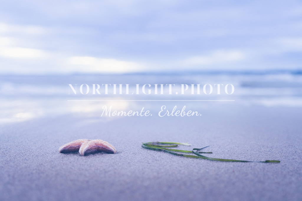Am Strand angeschwemmter Seestern | Exklusive Landschaftsfotografien von der Ostsee, ganz Deutschland und dem Rest der Welt. Gedruckt auf hochwertigen Materialien. Die Welt an deiner Wand - jetzt im Northlight.Photo Shop bestellen. - Realisiert mit Pictrs.com