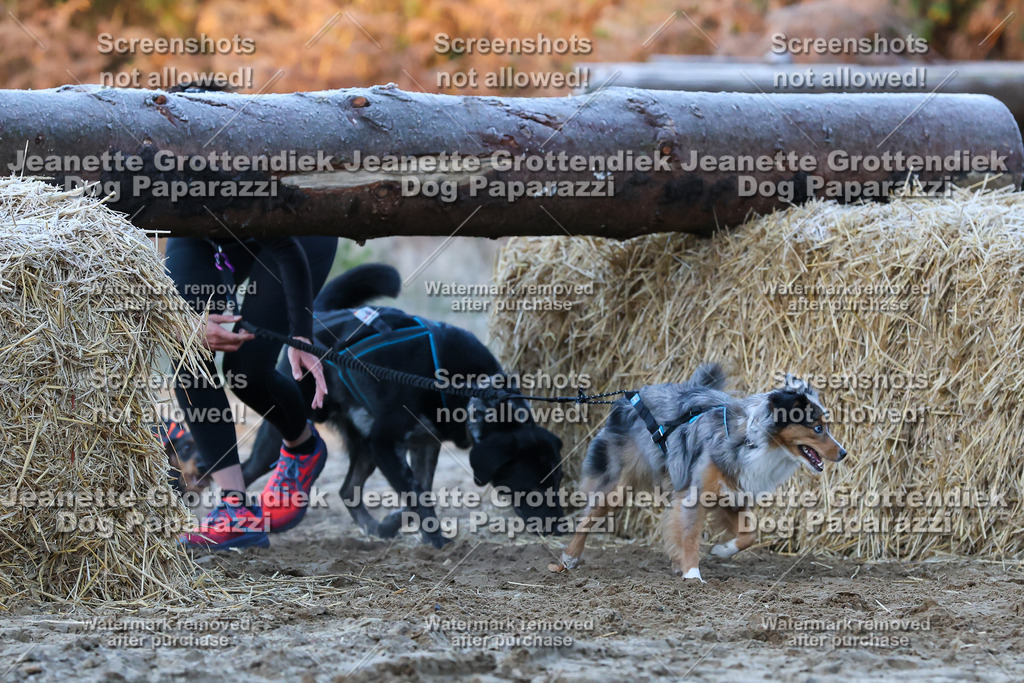 Dog Paparazzi - Strongdog 10-25-386 | Dog Paparazzi Jeanette Grottendiek Fotografie & Videografie - Realisiert mit Pictrs.com