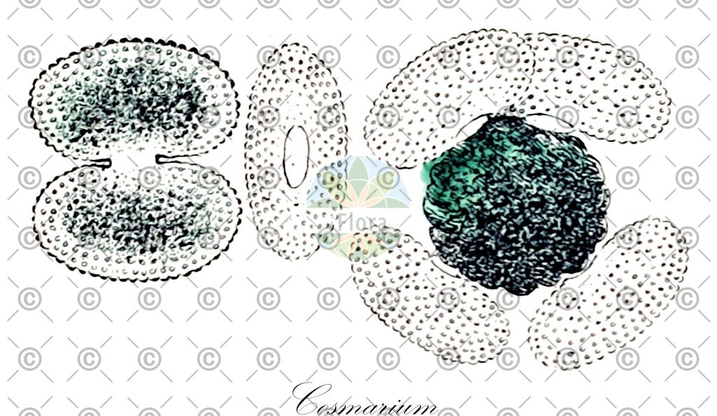 HistAbb_wfo-0000623547_1_ENZY_Simple | Historische Abbildung von Cosmarium - Desmidiaceae (0) | Historical Illustration of Cosmarium - Desmidiaceae (0)