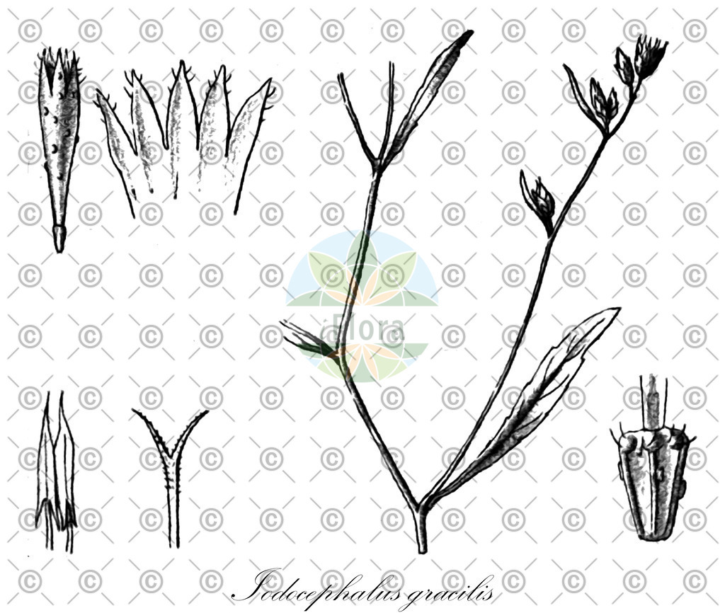 HistAbb_EMP_14048_1_SIMPLE | Historische Abbildung von Iodocephalus gracilis - Asteraceae | Historical Illustration of Iodocephalus gracilis - Asteraceae