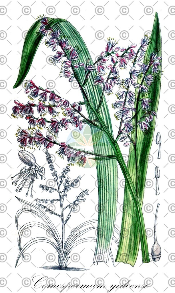 HistAbb_wfo-0000918761_1_ENZY_Simple | Historische Abbildung von Comospermum yedoense - Asparagaceae | Historical Illustration of Comospermum yedoense - Asparagaceae
