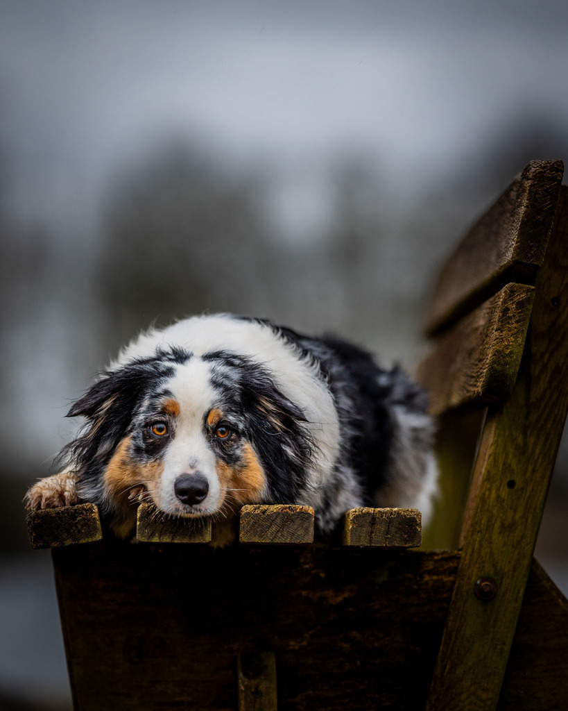 allesWIRTHgut Tierfotografie -7IV01018 | Professionelle Tierfotografie in Mönchengladbach von Daniel Wirth (allesWIRTHgut). Liebevolle & natürliche Bilder von Hunden & Katzen für unvergessliche Erinnerungen.