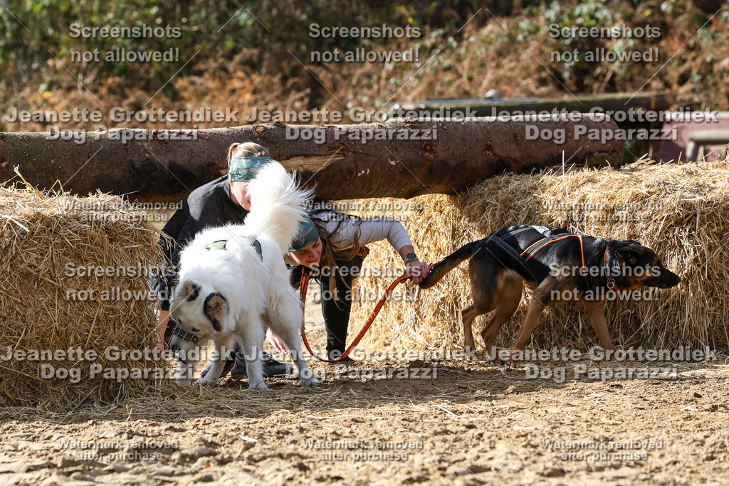 Dog Paparazzi - Strongdog 10-25-5663 | Dog Paparazzi Jeanette Grottendiek Fotografie & Videografie - Realisiert mit Pictrs.com