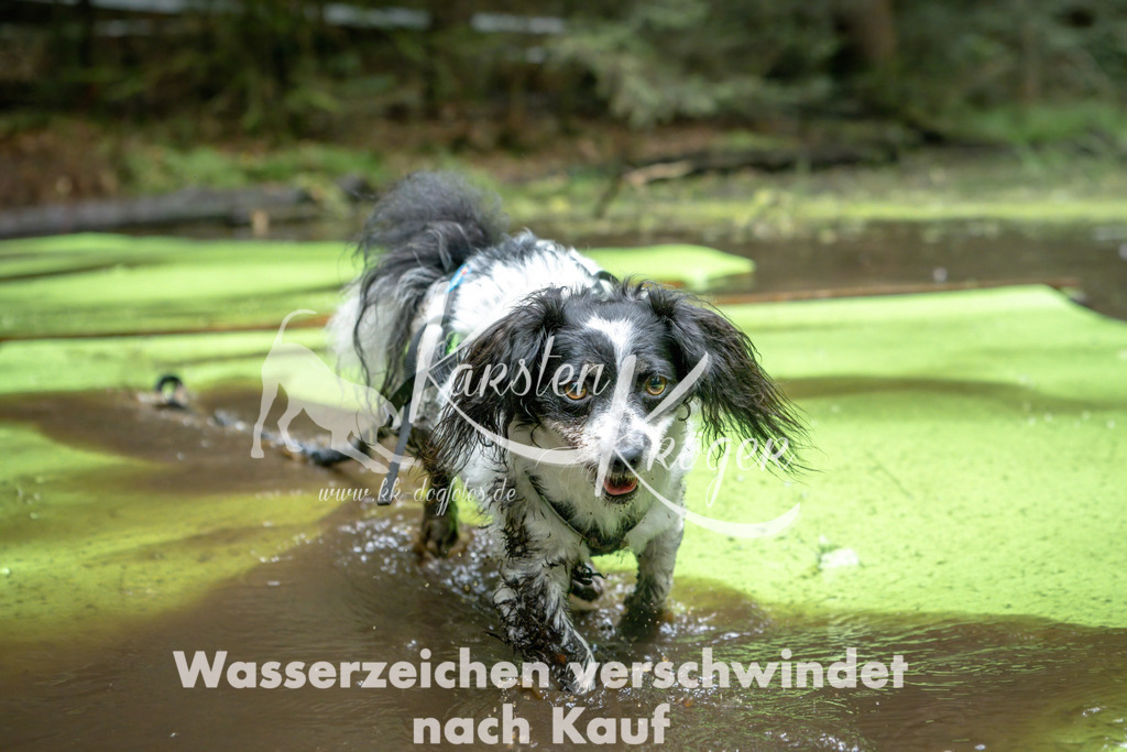 1522_ZZ90437-Bearbeitet | kk-dogfotos