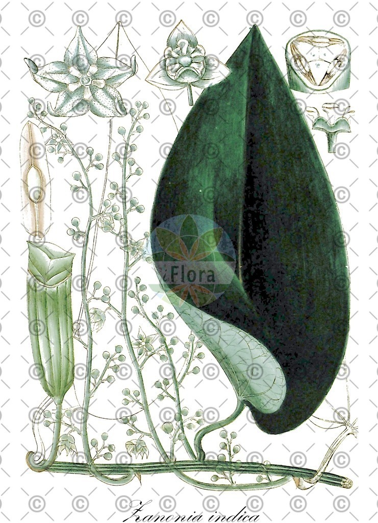 HistAbb_wfo-0000179452_1_ENZY_Simple | Historische Abbildung von Zanonia indica - Cucurbitaceae | Historical Illustration of Zanonia indica - Cucurbitaceae