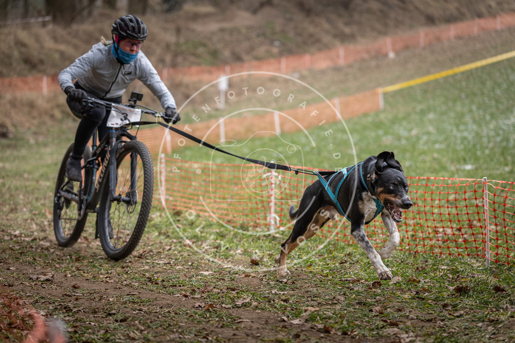 Pfotenfotografie_DV3A6226 | Hundefotografie, Tierfotograf, Pfotenfotografie, Fotoshooting Hund, Hunde Portrait, Hundesport, Hundeportraits, Heideshooting, Hunde, Sportfotograf, Hundefotograf, Turnierhundsport, THS,  - Realisiert mit Pictrs.com
