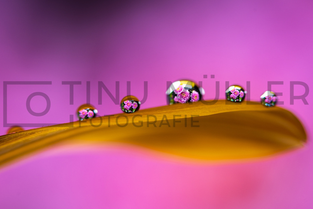 _DSC6021 | Tinu Müller Fotografie- Bildershop - Realisiert mit Pictrs.com