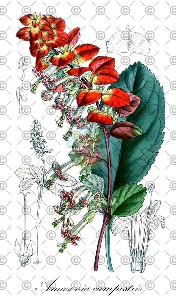 HistAbb_wfo-0000959514_1_ENZY_Simple | Historische Abbildung von Amasonia campestris - Lamiaceae | Historical Illustration of Amasonia campestris - Lamiaceae