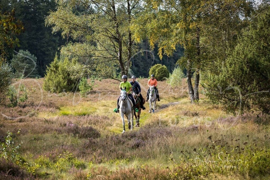 DdLH-WehlenerHeide_2025-09-20_21 | Fotografie, Veranstaltungs-Fotografie, Pferde-Fotografie, Landschafts-Fotografie, Reise-Fotografie - Realisiert mit Pictrs.com