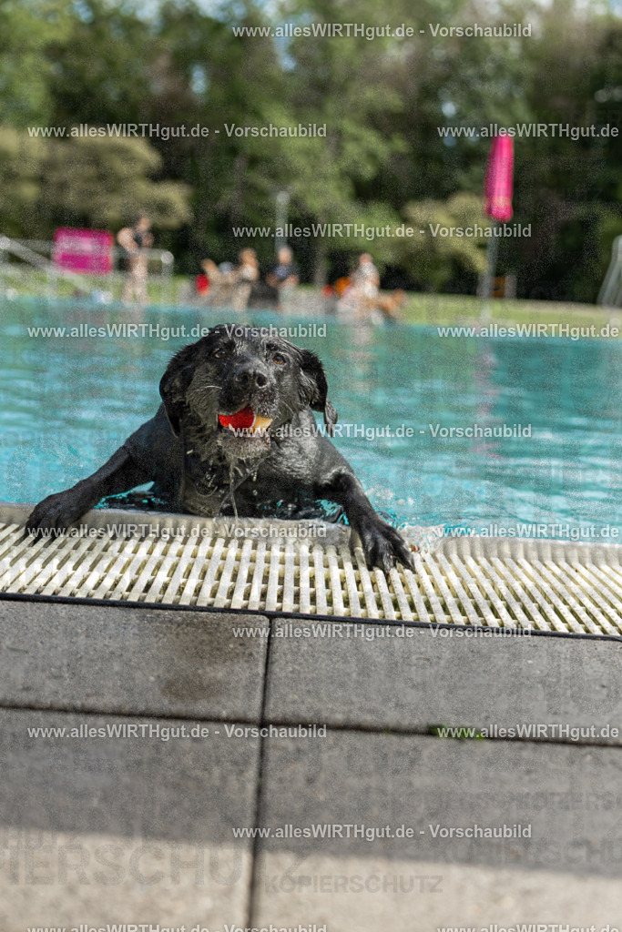 Hundeschwimmen_Volksbad_2026-allesWIRTHgut_Tierfotografie-2609061515-7R501354 | Professionelle Tierfotografie in Mönchengladbach von Daniel Wirth (allesWIRTHgut). Liebevolle & natürliche Bilder von Hunden & Katzen für unvergessliche Erinnerungen.