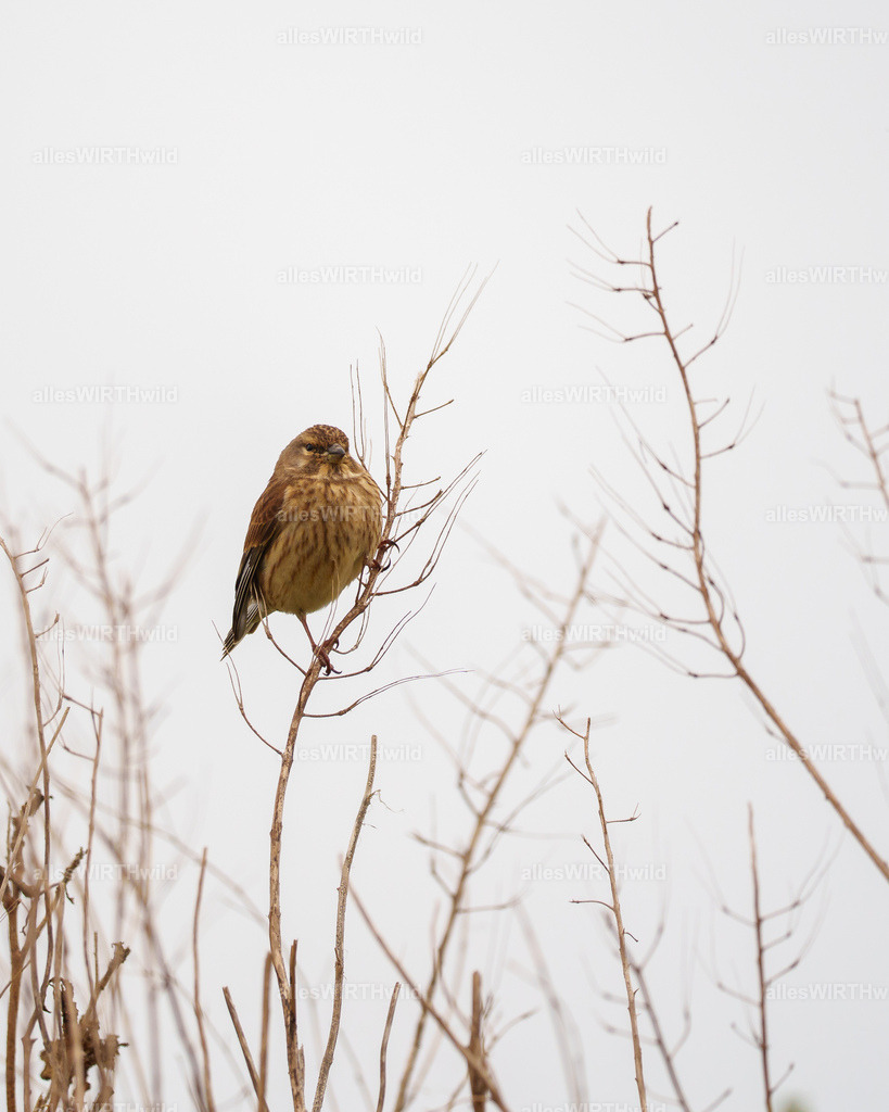 allesWIRTHwild.de - 7IV00218 | Entdecke die faszinierende Welt der Natur- und Wildlife-Fotografie von Daniel und Bärbel. Inspirierende Bilder von wilden Tieren und kleinen Naturwundern.