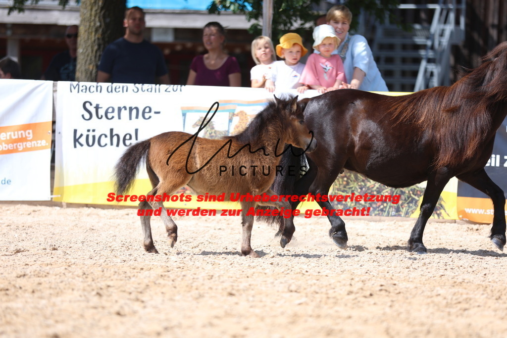 Fohlenschau_Schwäbisch_Hall_Ponys_KN 50_3 | lmwpictures - Realisiert mit Pictrs.com