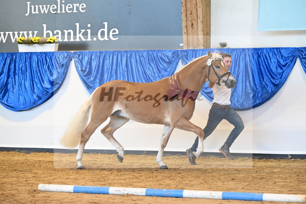 Kat-Nr. 7 Nachtprinz v. Nachtstolz_Schwarz_60221631 | hf-fotografie - Realisiert mit Pictrs.com