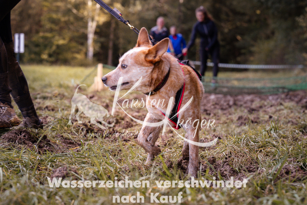 1243_ZZ90804 | kk-dogfotos