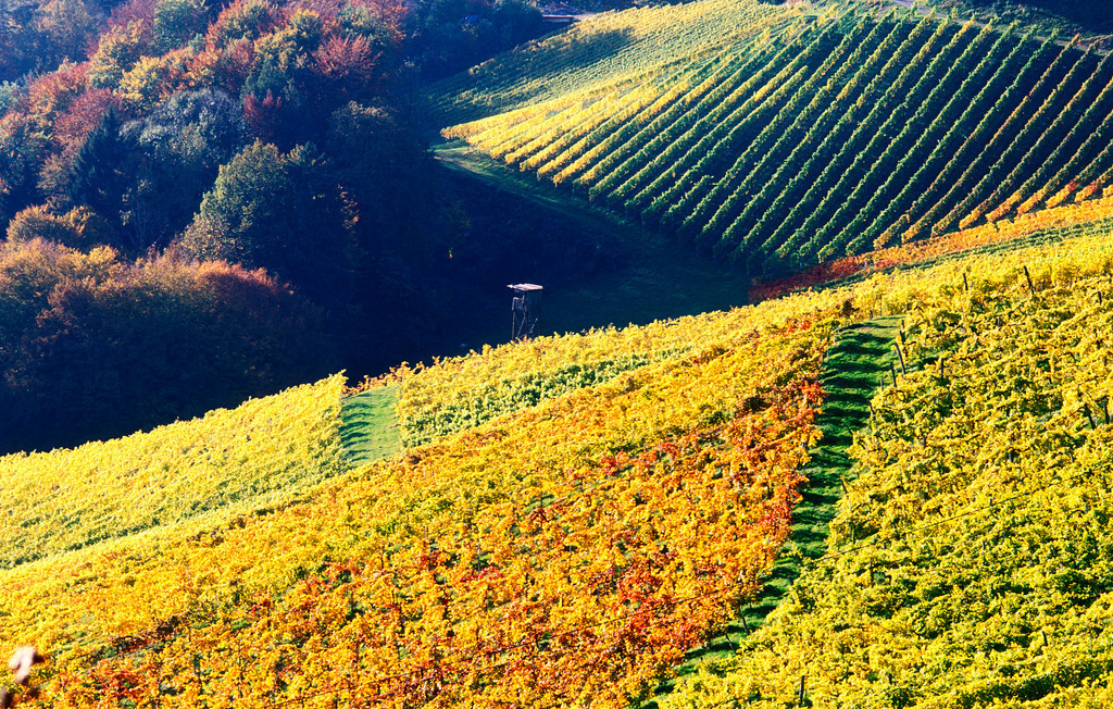 Herbstlicher Weingarten in der Steiermark | Austria: Herbstlicher Weingarten in der Steiermark. - Realisiert mit Pictrs.com
