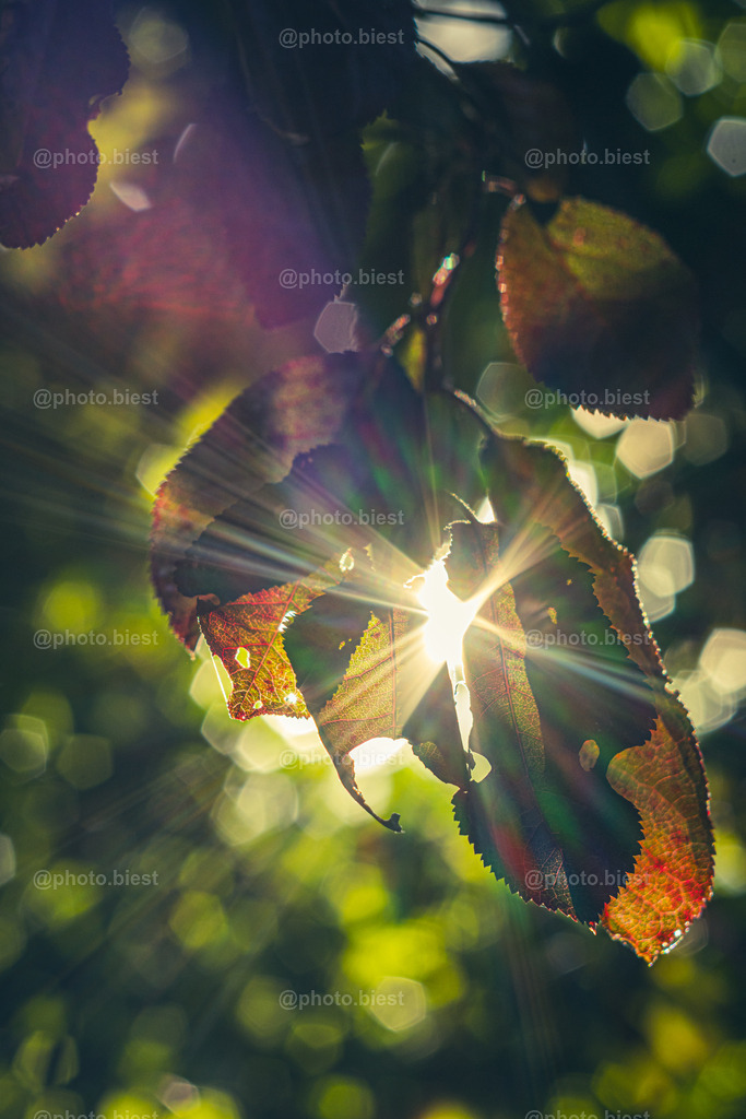 IMGC6585 | photobiest - Realisiert mit Pictrs.com