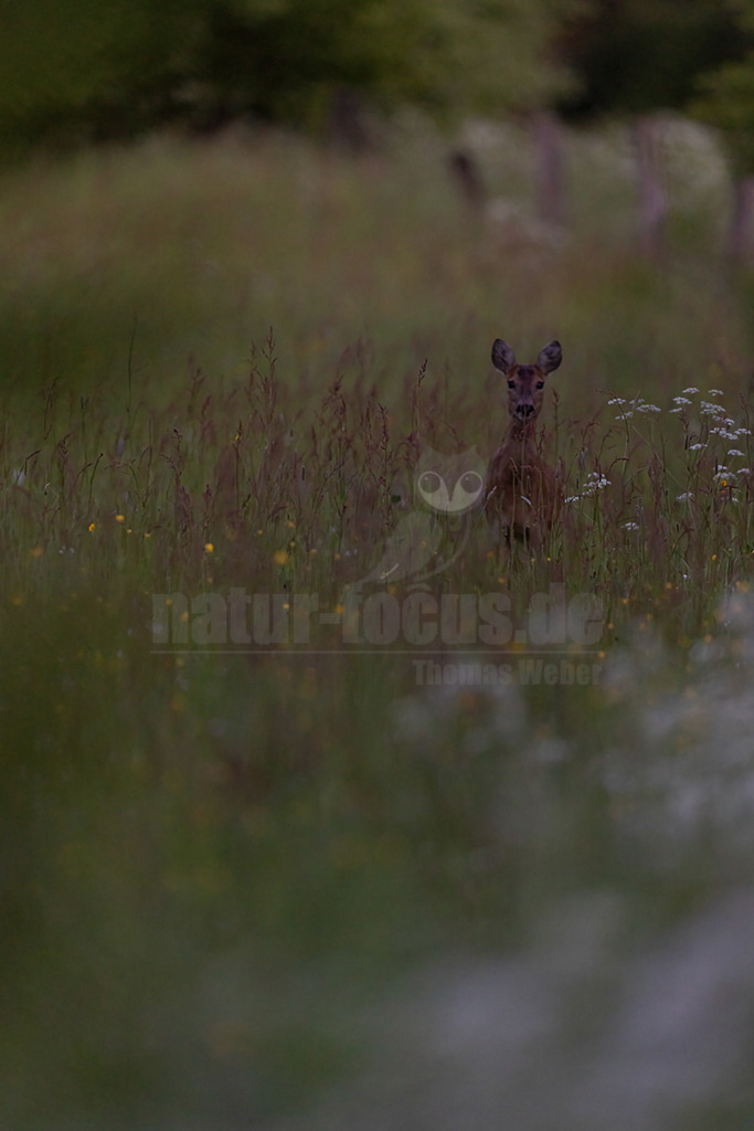 R5NF0253-20230517 | Das Reh (Capreolus capreolus) ist die in Europa häufigste und kleinste Art der Hirsche. Als sogenannter „Trughirsch“ ist es näher mit dem Elch verwandt als mit dem bei uns heimischen Rot- oder Damhirsch. Ursprünglich besiedelten Rehe die Randzonen von Wäldern und Gebüschen, heute kommt es aber in allen Wäldern und sogar in der offenen, fast deckungslosen Feldflur vor. - Realisiert mit Pictrs.com
